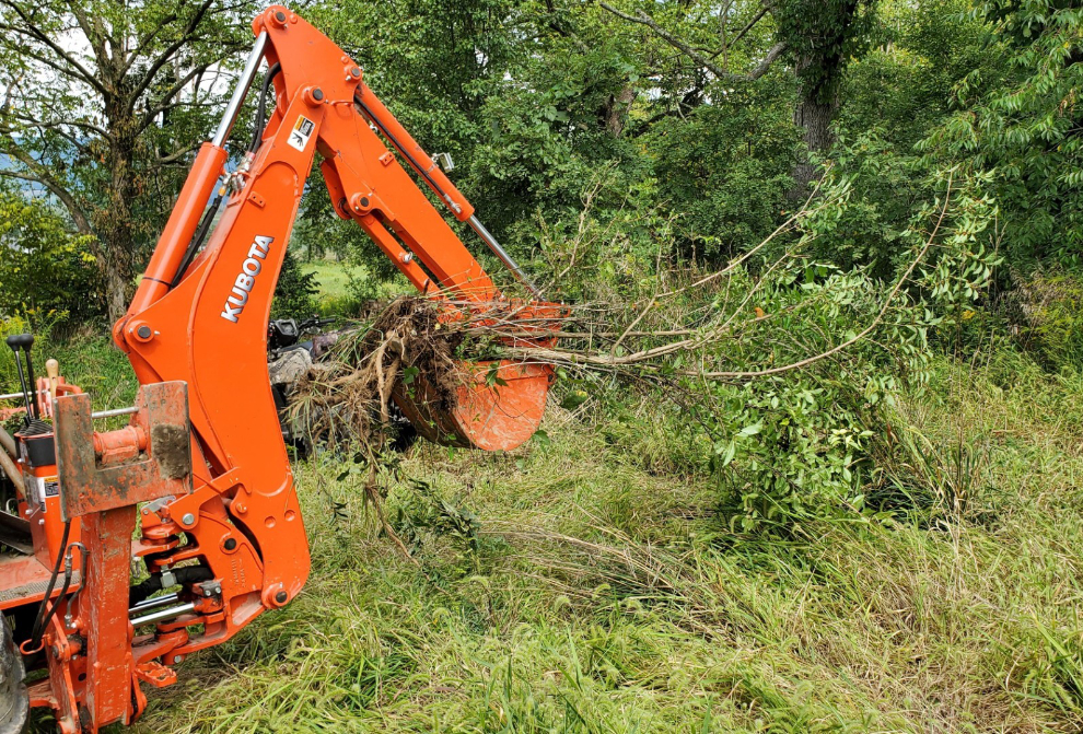 Growing Tips Why remove invasive plants? News, Sports, Jobs The